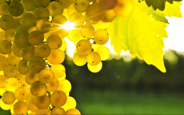 Tokaj-Hegyalján jó minőségű szőlőre számítanak