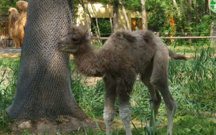 Tevecsikó született a Szegedi Vadasparkban