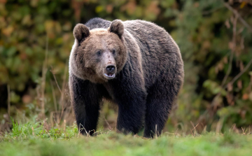 Juhászra támadt egy medve az erdélyi Maros megyében